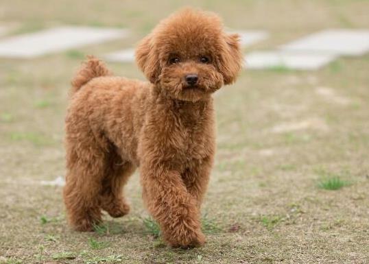 十大適合家養的小型犬,博美犬聰明活潑、馬爾濟斯外表雍容華貴