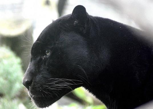 世界十大少見的黑色動物,黑色美洲獅棲息環境多樣化、黑豹瀕臨滅絕