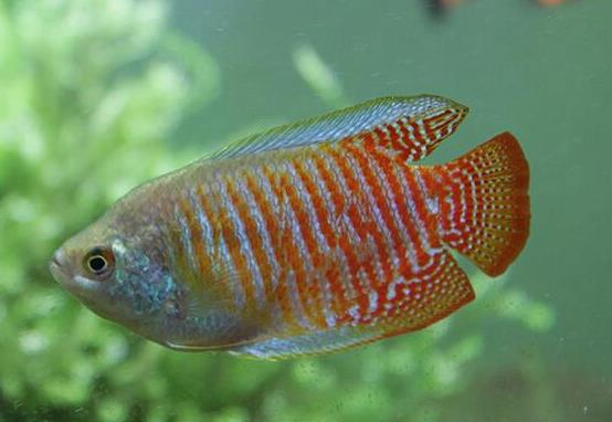 十大最好養(yǎng)的小型觀賞魚(yú)種類(lèi),孔雀魚(yú)活潑好動(dòng)、吻鱸性情溫順