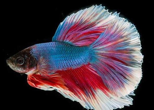 十大最好養(yǎng)的小型觀賞魚(yú)種類(lèi),孔雀魚(yú)活潑好動(dòng)、吻鱸性情溫順