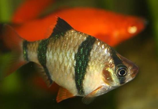 十大最好養(yǎng)的小型觀賞魚(yú)種類(lèi),孔雀魚(yú)活潑好動(dòng)、吻鱸性情溫順