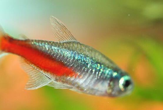 十大最好養(yǎng)的小型觀賞魚(yú)種類(lèi),孔雀魚(yú)活潑好動(dòng)、吻鱸性情溫順