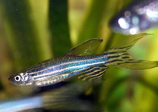 十大最好養(yǎng)的小型觀賞魚(yú)種類(lèi),孔雀魚(yú)活潑好動(dòng)、吻鱸性情溫順