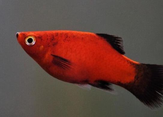 十大最好養(yǎng)的小型觀賞魚(yú)種類(lèi),孔雀魚(yú)活潑好動(dòng)、吻鱸性情溫順
