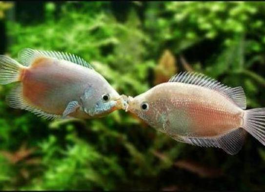 十大最好養(yǎng)的小型觀賞魚(yú)種類(lèi),孔雀魚(yú)活潑好動(dòng)、吻鱸性情溫順