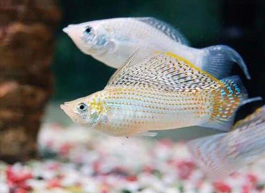 十大最好養(yǎng)的小型觀賞魚(yú)種類(lèi),孔雀魚(yú)活潑好動(dòng)、吻鱸性情溫順