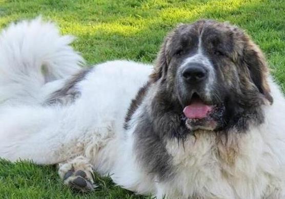 世界十大巨型犬種排名,中亞牧羊犬戰斗力強、高加索犬是犬中之王