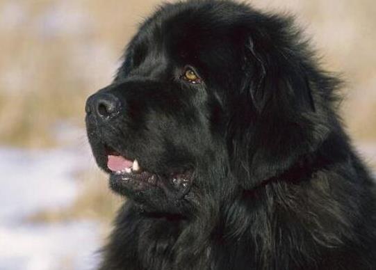 世界十大巨型犬種排名,中亞牧羊犬戰斗力強、高加索犬是犬中之王