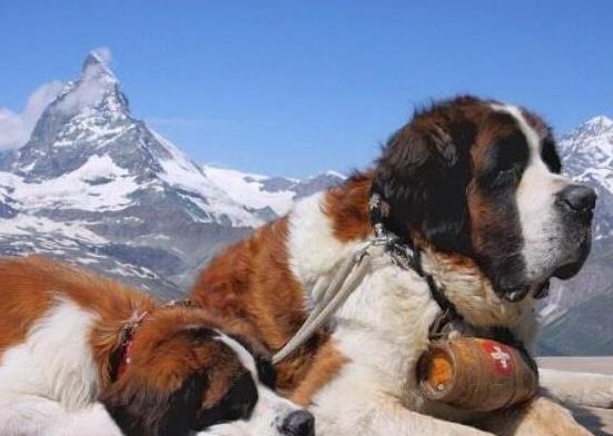 世界十大巨型犬種排名,中亞牧羊犬戰斗力強、高加索犬是犬中之王
