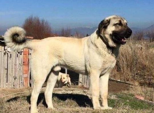 世界十大巨型犬種排名,中亞牧羊犬戰斗力強、高加索犬是犬中之王