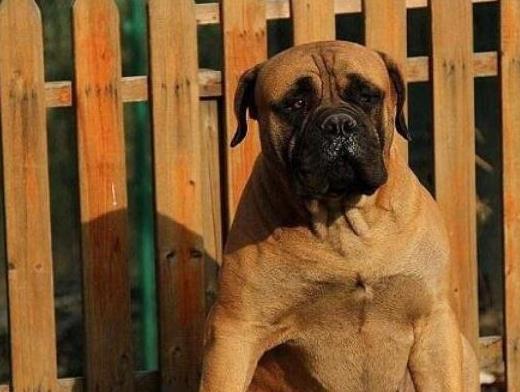 世界十大巨型犬種排名,中亞牧羊犬戰斗力強、高加索犬是犬中之王