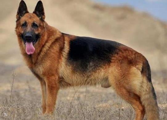 十大智商最高的狗排名,邊境牧羊犬非常忠誠、貴賓犬氣質獨特