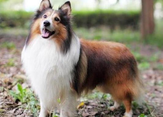 十大智商最高的狗排名,邊境牧羊犬非常忠誠、貴賓犬氣質獨特