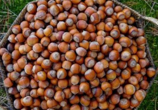 十大減肥干果排行榜,花生有助于增強飽腹感、核桃可使膽固醇降低