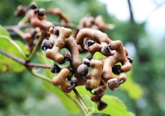 世界名字最奇葩的十大水果,蛋黃果能鎮靜止痛、菠蘿莓備受時尚界寵愛