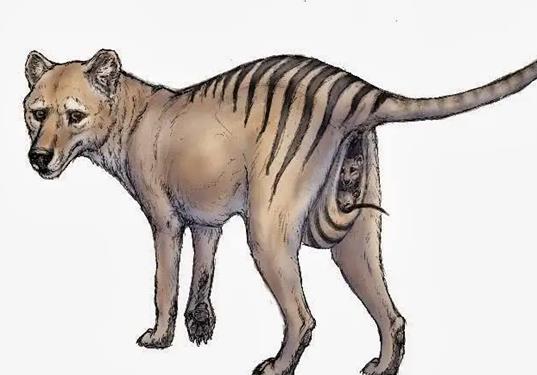十大已經(jīng)滅絕的動物排行榜,霸王龍曾是地球霸主、埃及重腳獸像犀牛