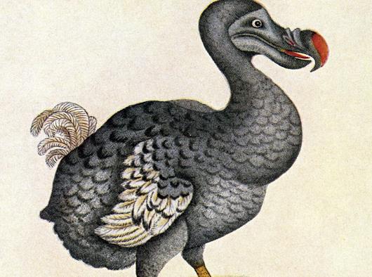 十大已經(jīng)滅絕的動物排行榜,霸王龍曾是地球霸主、埃及重腳獸像犀牛
