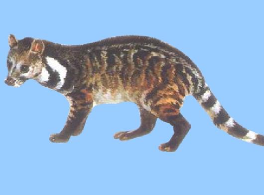 十大已經(jīng)滅絕的動物排行榜,霸王龍曾是地球霸主、埃及重腳獸像犀牛