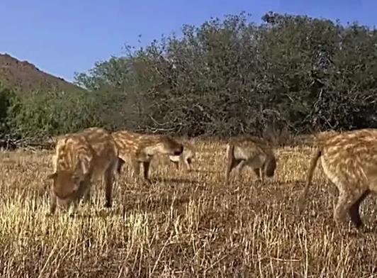 十大已經(jīng)滅絕的動物排行榜,霸王龍曾是地球霸主、埃及重腳獸像犀牛