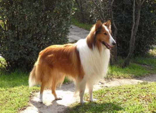 世界十大牧羊犬排名,邊境牧羊犬、德國(guó)牧羊犬深受寵主喜愛(ài)