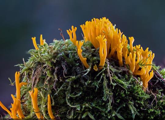 壽命最長的海洋生物排名,燈塔水母不老不死、珊瑚最大壽命約4200歲