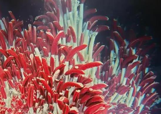 壽命最長的海洋生物排名,燈塔水母不老不死、珊瑚最大壽命約4200歲