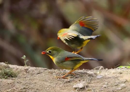 十大最粘人的鳥排名,八哥可以模仿人類講話、虎皮鸚鵡飼養(yǎng)方法簡(jiǎn)單