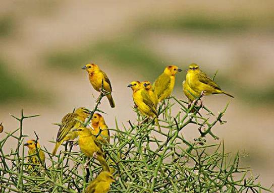 十大最粘人的鳥排名,八哥可以模仿人類講話、虎皮鸚鵡飼養(yǎng)方法簡(jiǎn)單