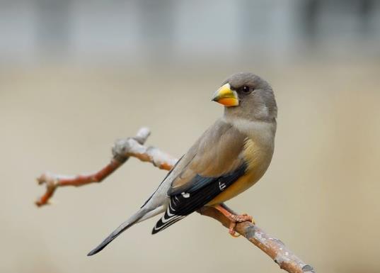 十大最粘人的鳥排名,八哥可以模仿人類講話、虎皮鸚鵡飼養(yǎng)方法簡(jiǎn)單