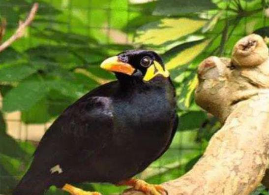 十大最粘人的鳥排名,八哥可以模仿人類講話、虎皮鸚鵡飼養(yǎng)方法簡(jiǎn)單