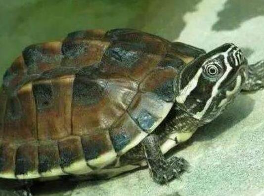 十大容易暴斃的烏龜排名,馬來食螺龜、枯葉龜對生存環(huán)境要求十分嚴(yán)格