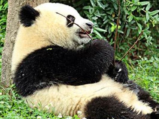 美國人心中十大中國必去景點(diǎn)旅游景點(diǎn)排行 紫禁城坐落在北京城中心