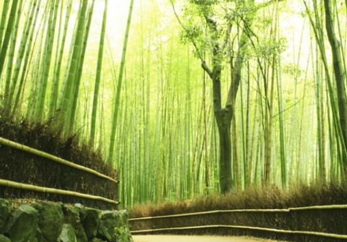 世界十大最迷人的森林旅游景點排行 懷波瓦森林有兩棵活貝殼杉樹