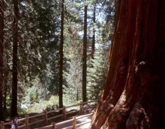 世界十大最古老的原始森林旅游排行 Clayoquot Sound氣候溫和