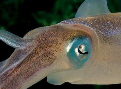 全球六大神秘生物盤點 皇帶魚要見到皇帶魚的蹤影實在不簡單