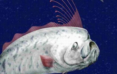 全球六大神秘生物盤點 皇帶魚要見到皇帶魚的蹤影實在不簡單