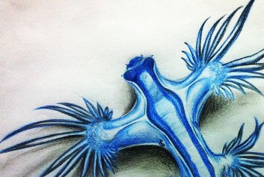 全球六大神秘生物盤點 皇帶魚要見到皇帶魚的蹤影實在不簡單