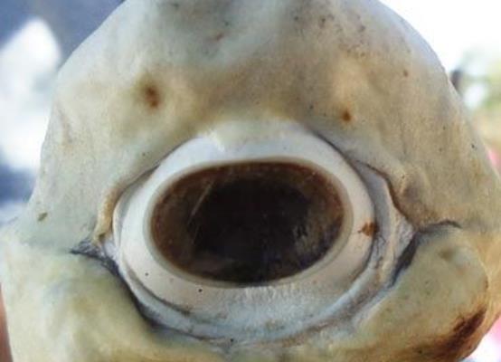 美國國家地理盤點五大奇異動物 在墨西哥發現的一個罕見鯊魚胎兒