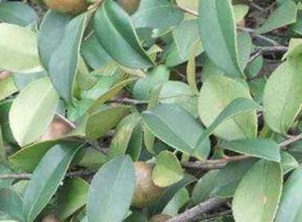湖南株洲土特產品排行 鹿茸酒佐以二十余種名貴中藥泡制而成
