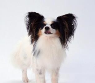 什么寵物狗最好養 中華田園犬性格溫柔 是看家護院能手