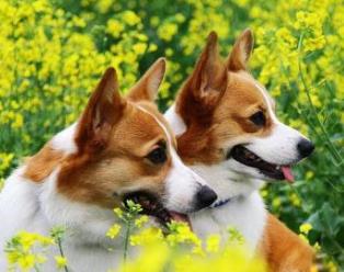 什么寵物狗最好養 中華田園犬性格溫柔 是看家護院能手