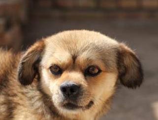什么寵物狗最好養 中華田園犬性格溫柔 是看家護院能手