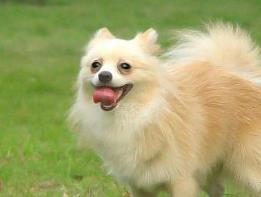 什么寵物狗最好養 中華田園犬性格溫柔 是看家護院能手