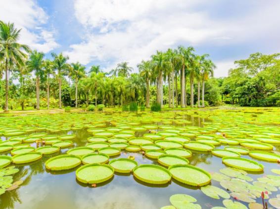 中科院西雙版納熱帶植物園游玩技巧(景點、設施等)
