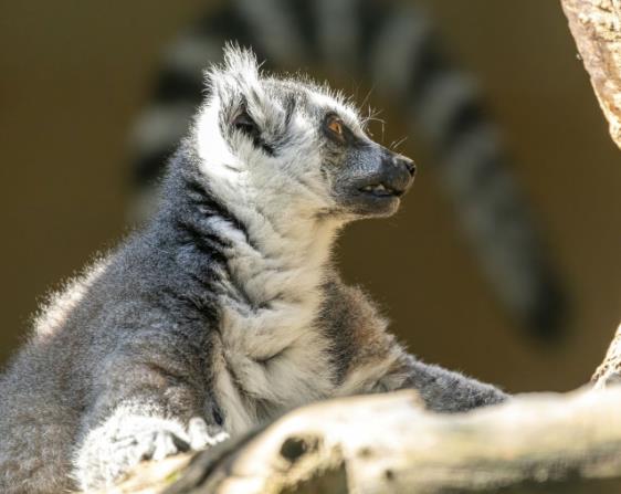杭州野生動物世界好玩嗎?有什么看點?