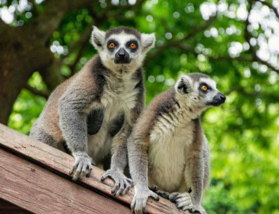 杭州野生動物世界好玩嗎?有什么看點?