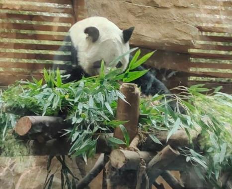 成都動物園值得去嗎?有哪些動物?