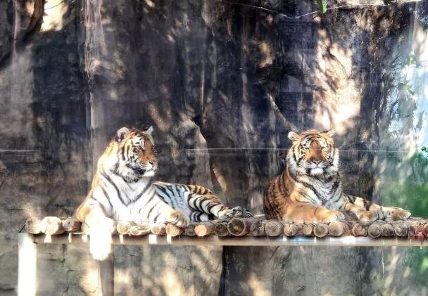 成都動物園值得去嗎?有哪些動物?
