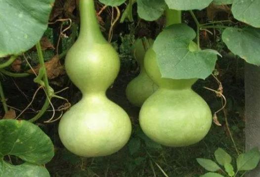 葫蘆屏風(fēng)擺在家里好嗎?家里最多掛幾個葫蘆 葫蘆屏風(fēng)擺在家里好嗎?家里最多掛幾個葫蘆