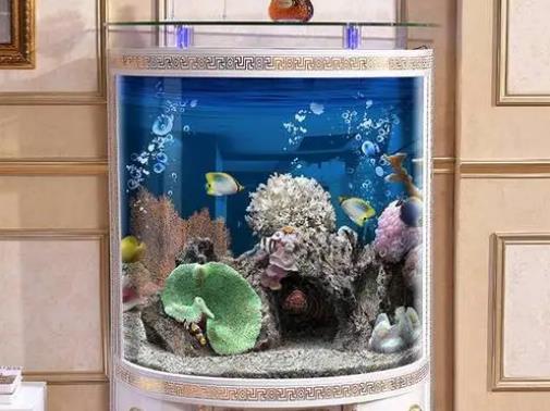 魚缸不養水可以直接放魚嗎?養魚真的可以改善風水嗎 魚缸不養水可以直接放魚嗎?養魚真的可以改善風水嗎